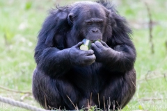 Chimp-Burgers-ZooBurgers_Zoo-31