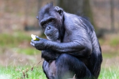 Chimp-Burgers-ZooBurgers_Zoo-33_2