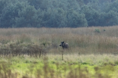 002A7653-Wild-Zwijn